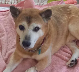 野犬から家族へ　チビ太18歳