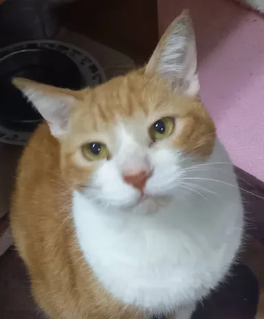 幸せに暮らすロン