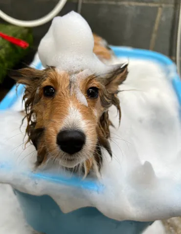 ペットも炭酸温泉で癒し