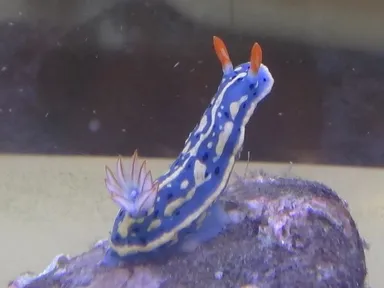 青、赤、黄色の色彩が美しいアオウミウシ