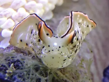 光合成ができるコノハミドリガイ