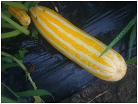 カレーと相性抜群の夏野菜「ズッキーニ」
