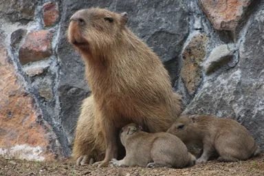カピバラの親子(2)