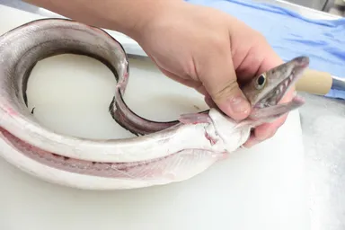 夏の京都を代表する食材「鱧」