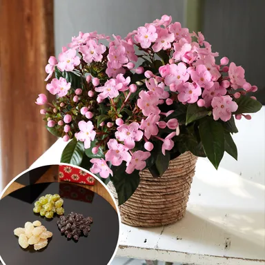 花とお菓子のセット
