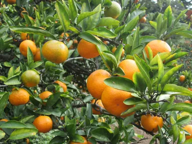 武蔵村山観光まちづくり協会