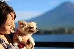 看板犬チャコ3