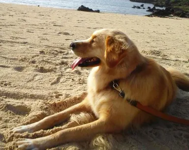 愛犬と一緒に宮古島の美しい海を眺めながらのんびりお散歩