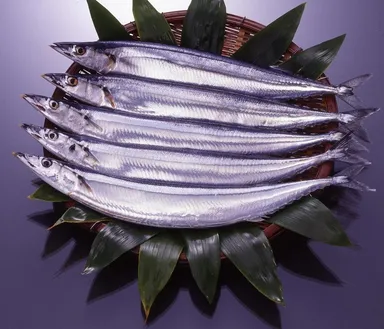 『鮮度抜群』の生さんま