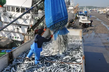 さんまの水揚げ風景