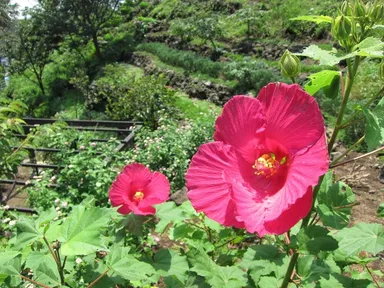 オキナワフヨウ