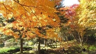 紅葉（イメージ）