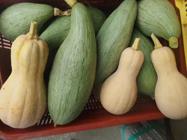 見た目はヘチマのような希少な「すくな南瓜(カボチャ)」