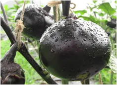 伝統野菜・地野菜も出品(写真は山梨県の「大黒なす」)