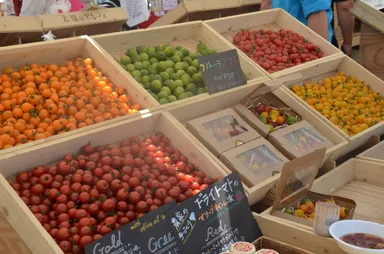 オーガニックで色鮮やかな野菜で彩られる出店ブース