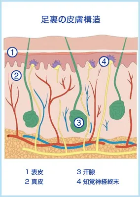 足裏の皮膚構造