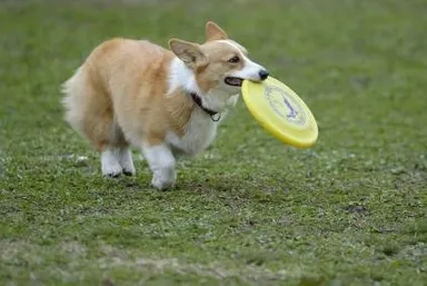 ディスクドッグ練習会