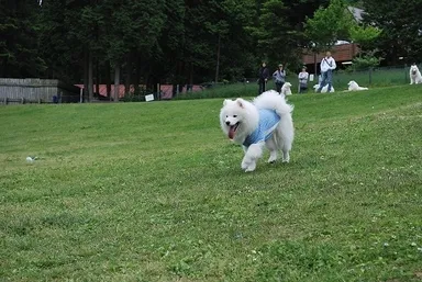 ドッグラン開催時の様子