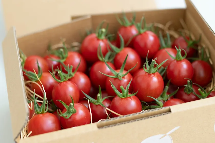 ひりょうやさんのトマト