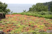 伊豆四季の花公園「ポーチュラカの丘」