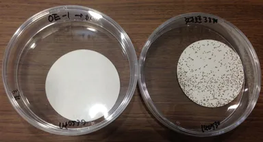 防カビ実験の様子　左：ろ紙(「OE-1」処理)／右：ろ紙(無処理)