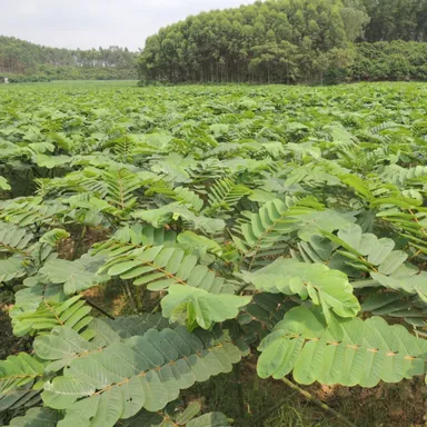 安心オーガニック カッシア・アラタ