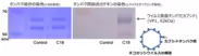 EGCG-C18はウイルス表面タンパク質(カプシド)に結合する(電気泳動解析)