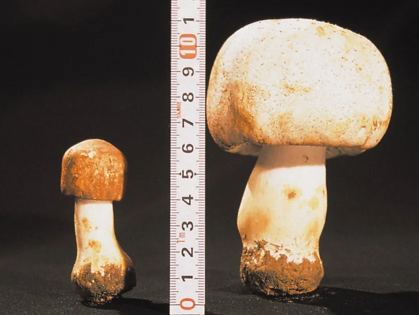 左:ハウス栽培アガリクス 右:露地栽培