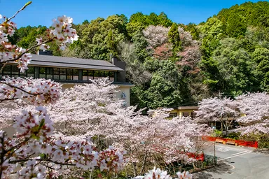 四季折々の景色：桜