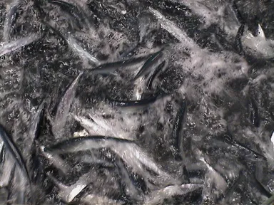 『根室産　沖鮮さんま』