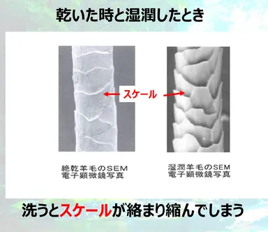 【羊毛が絡み合って縮まる要因】そこにはいききとしたスケールがあった