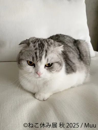 展示作品：Muu