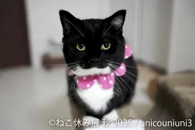 展示作品：unicouniuni3