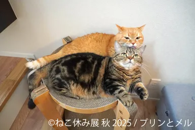 展示作品：プリンとメル