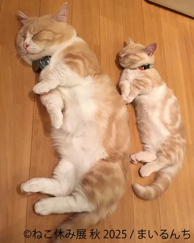 展示作品：まいるんち