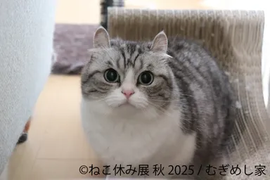 展示作品：むぎめし家