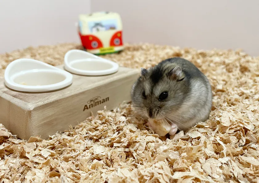 社員ハムのタコスもお気に入り