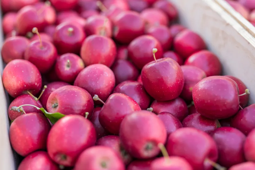 小さなミニりんご~姫りんご~