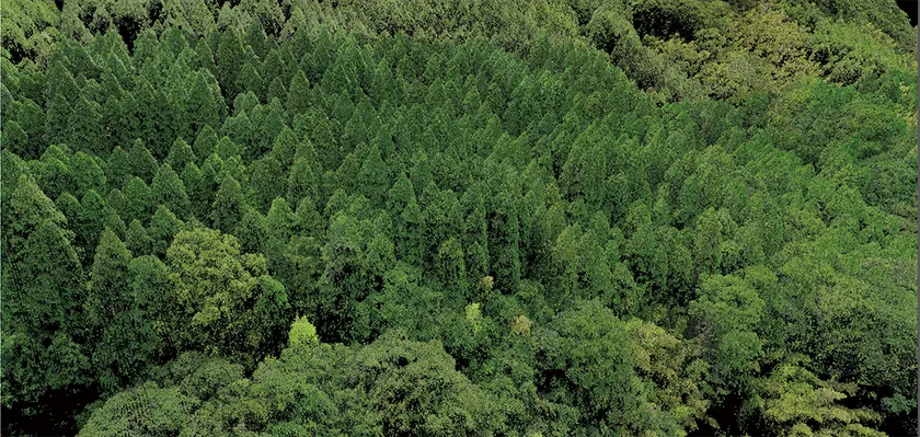 森林地帯の点群