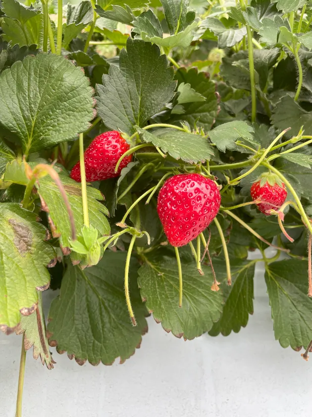 完熟いちご果実