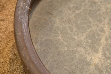 酢酸菌がつくるちりめん膜