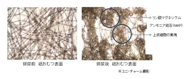 【不純物を含んだ“尿”を吸収前後の紙おむつの表面　顕微鏡写真】