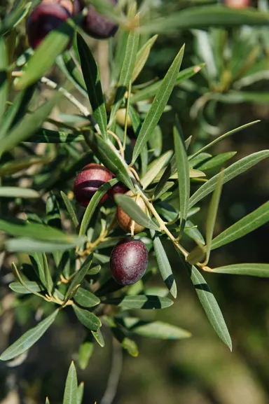 オリーブ(1)