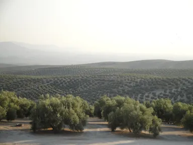 オリーブ畑