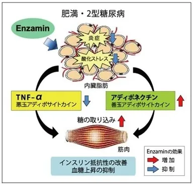 肥満・2型糖尿病に対する予防的効果 