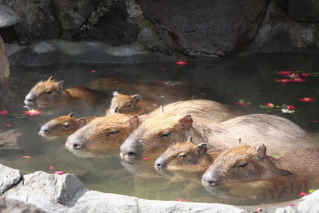 伊豆シャボテン公園 元祖カピバラの露天風呂イベント を11月22日 4月5日に開催 株式会社サボテンパークアンドリゾートのプレスリリース