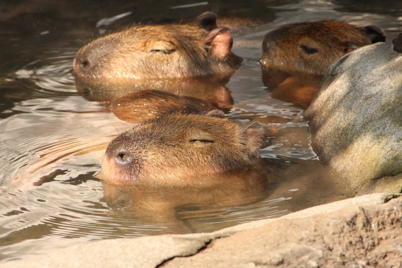 伊豆シャボテン公園 元祖カピバラの露天風呂イベント を11月22日 4月5日に開催 株式会社サボテンパークアンドリゾートのプレスリリース 伊豆シャボテン公園 元祖カピバラの露天風呂イベント を11月22日 4月5日に開催 株式会社サボテンパークアンドリゾートのプレスリリース