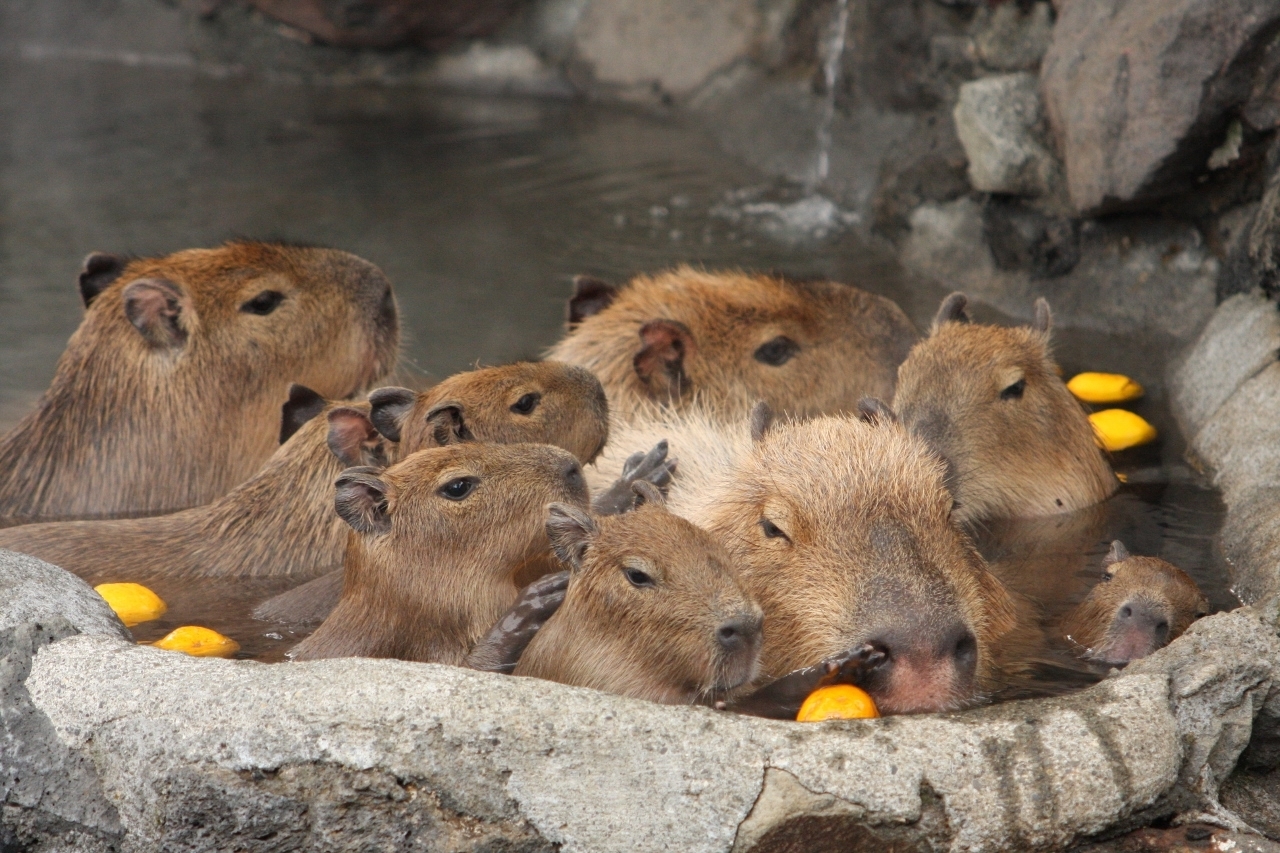 伊豆シャボテン公園 元祖カピバラの露天風呂イベント を11月22日 4月5日に開催 株式会社サボテンパークアンドリゾートのプレスリリース