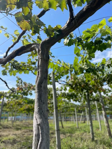 樹齢60年以上のピオーネの原木