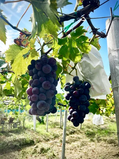 現在も毎年実り続けるピオーネ